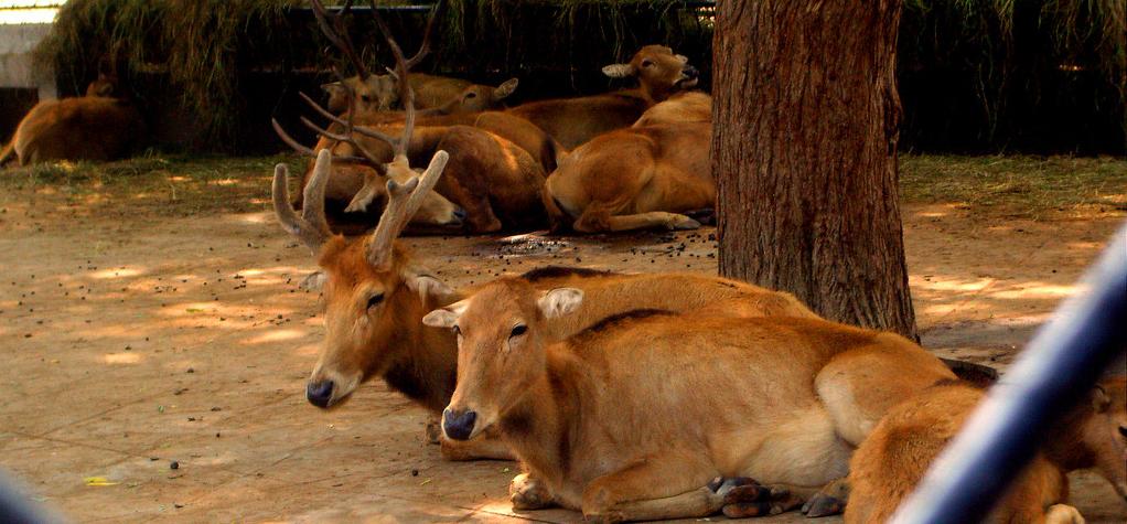 我国鹿产业现存在的问题