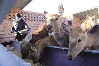 饲养梅花鹿，铺就致富路