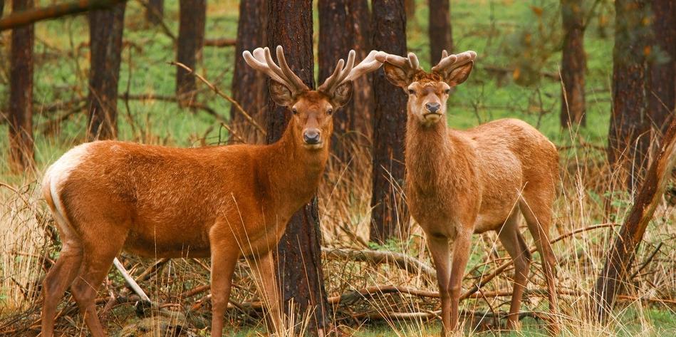 公鹿生茸期的饲养管理