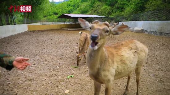 【精彩视频，点击观看】