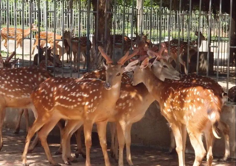 养殖“致富鹿” 走上致富路