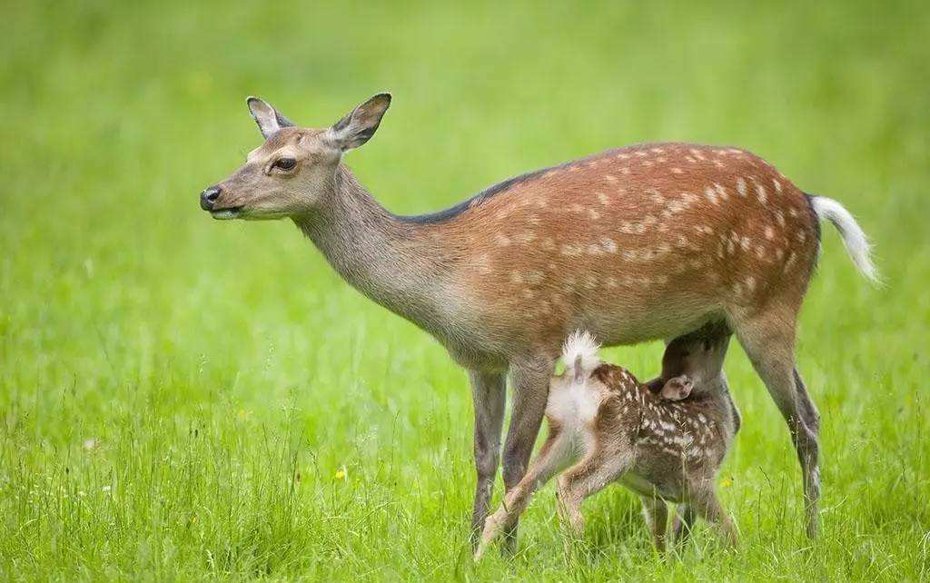 中国农科院特产所孙印石团队在梅花鹿鹿油研究方面取得进展