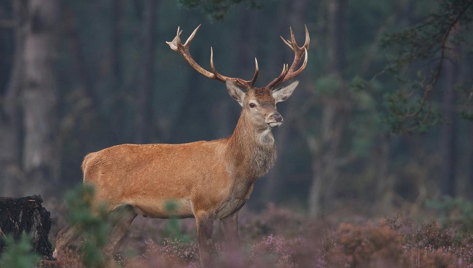 国外养鹿市场情况