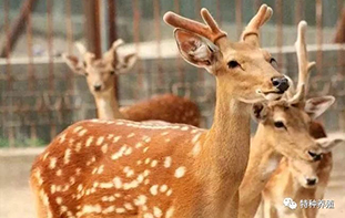 北鹿南养 特色养殖带来好“钱”景