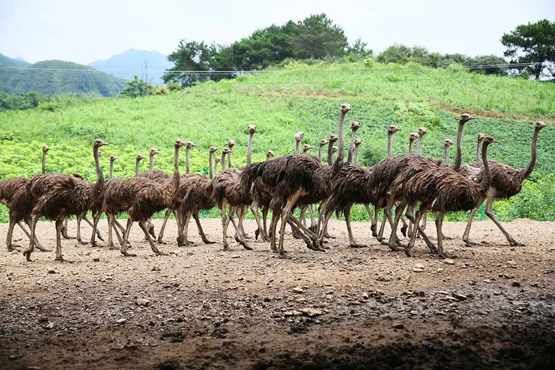 鹿寨“鸵鸟哥” 搞特色养殖 带领村民脱贫致富