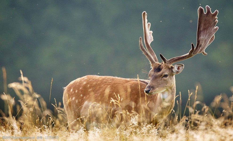 这些野生白尾鹿也难逃新冠病毒的侵袭