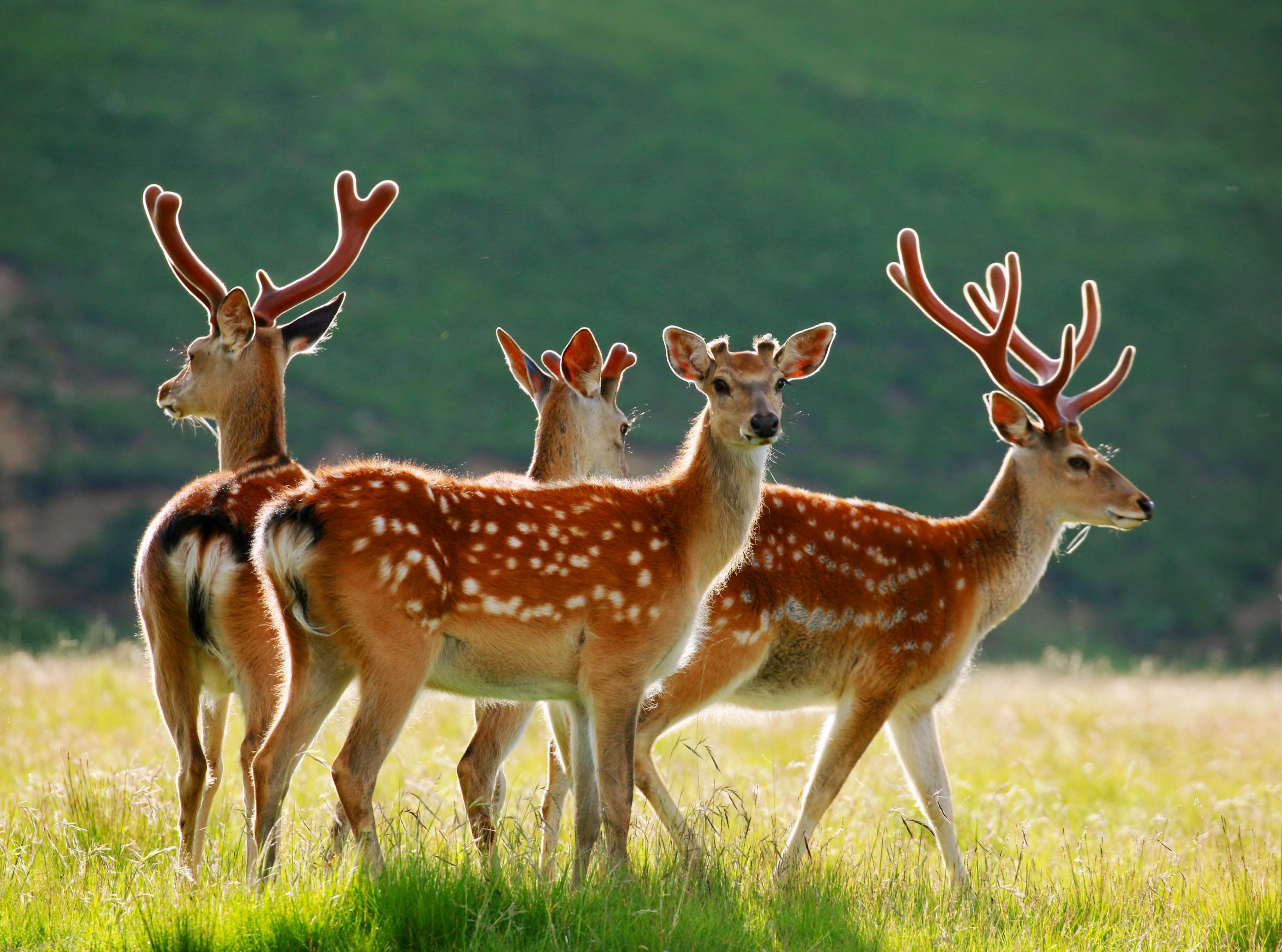 2021年黑龙江省鹿高效繁育技术推广与鹿养殖技术和信息交流会成功举办